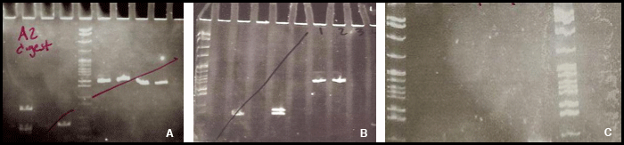 Vsledky test DNA